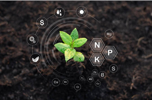 Peat Moss