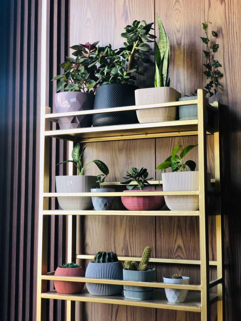 Small plants& Farm Bucket