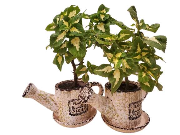 🌸 Pink Terracotta Pot Plant: Elevate Your Space with Elegance! 🌸