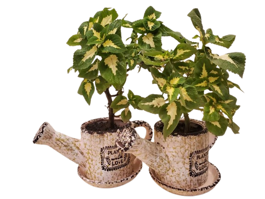 🌸 Pink Terracotta Pot Plant: Elevate Your Space with Elegance! 🌸